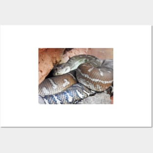 Centralian Carpet Python Posters and Art